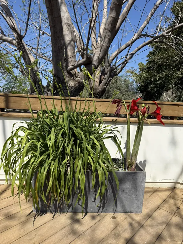 אדנית בטון מוארכת עם צמחייה ירוקה על מרפסת דק עץ מתחת לעץ בוגר