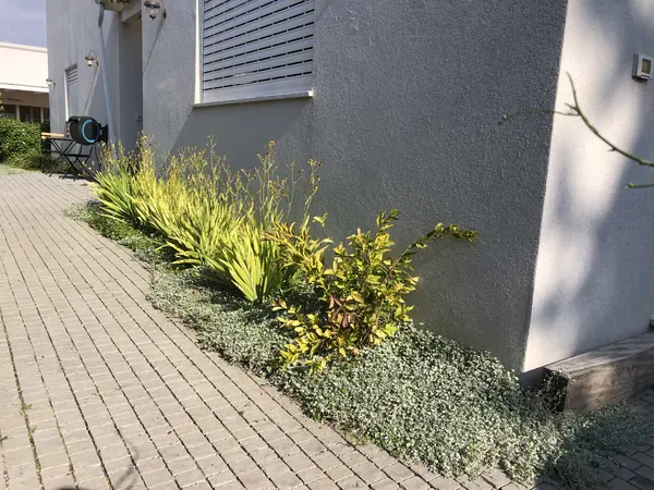 שביל מרצפות אפורות עם ערוגת צמחייה מלווה לאורכו