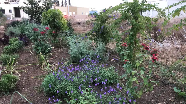 ערוגה פורחת בגוונים סגולים וורודים לאורך שביל הגינה