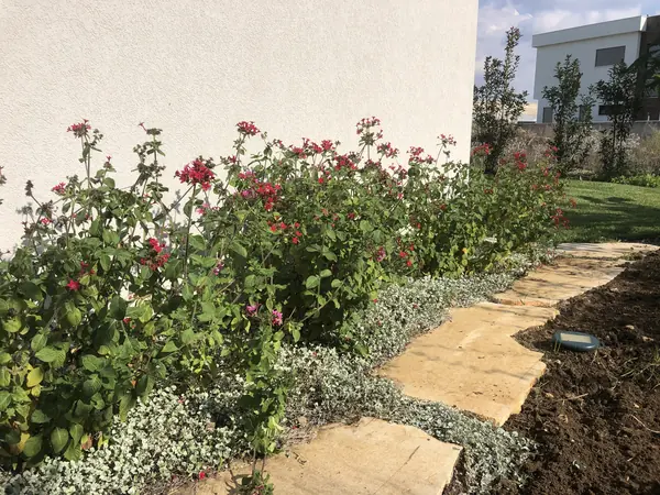 שביל גינה עובר בין ערוגות ורדים אדומים פורחים וצמחייה בוגרת