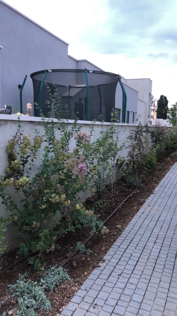 ורדים אדומים ובוגנוויליה פורחת לצד צמחי כיסוי כסופים