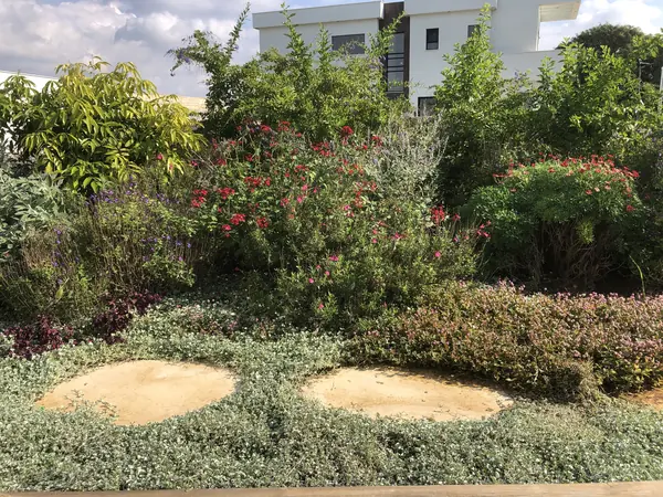 ערוגת ורדים אדומים ומרבדי צמחי כיסוי סביב רחבת חול מעוגלת